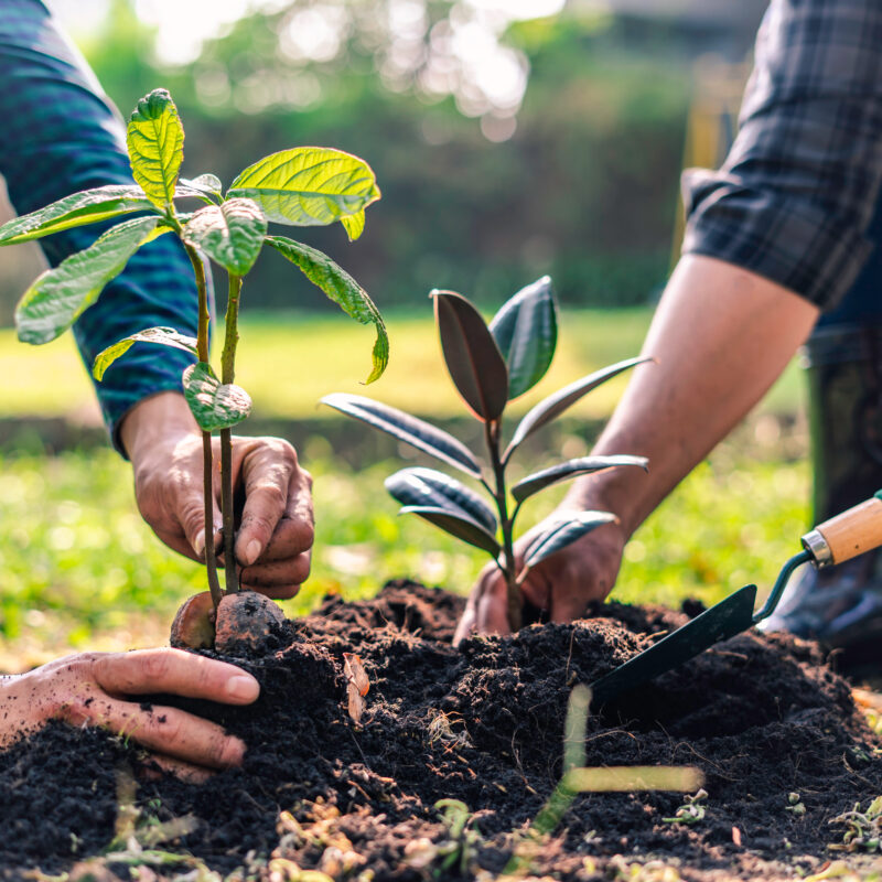 Planting